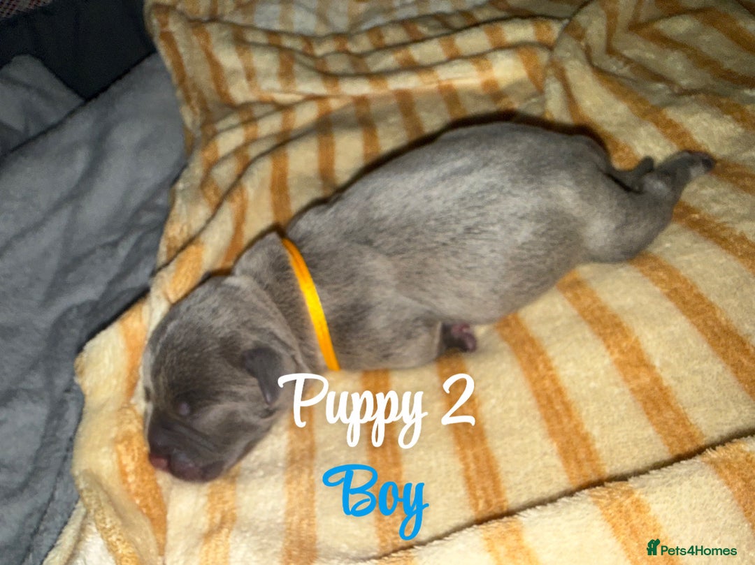 Staffordshire Bull Terrier dogs for sale: Staffordshire bull terriers - Image 4