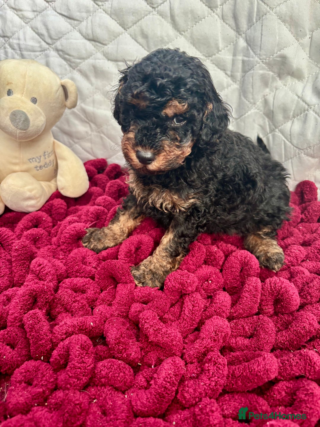 Toy Poodle dogs for sale: KC registered toy poodles - Advert 24