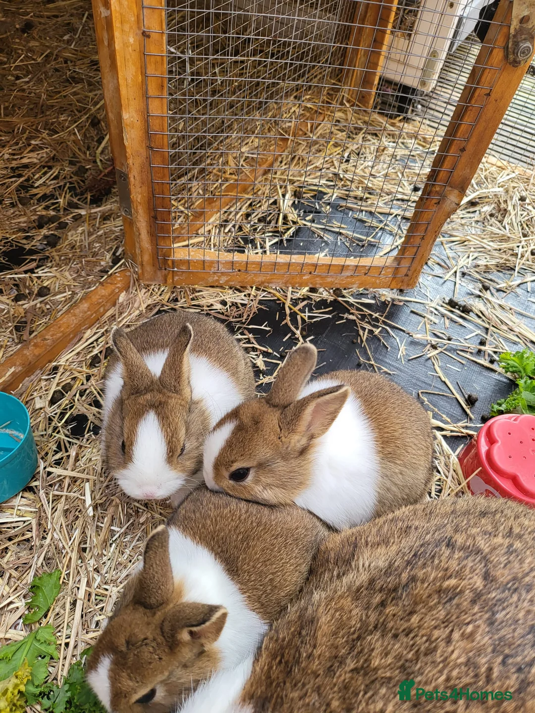 Dutch rabbits for sale: 4 Adorable Dutch Rabbits  in Walsall - Advert 1