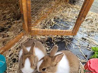 Dutch rabbits 4 Adorable Dutch Rabbits - Advert 1