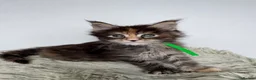 Maine Coon cats for sale: Superb quality Maine coon girls  - Advert 18