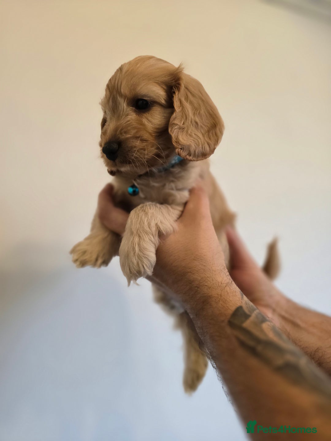 Cockapoo dogs for sale: Cockapoo - Image 2
