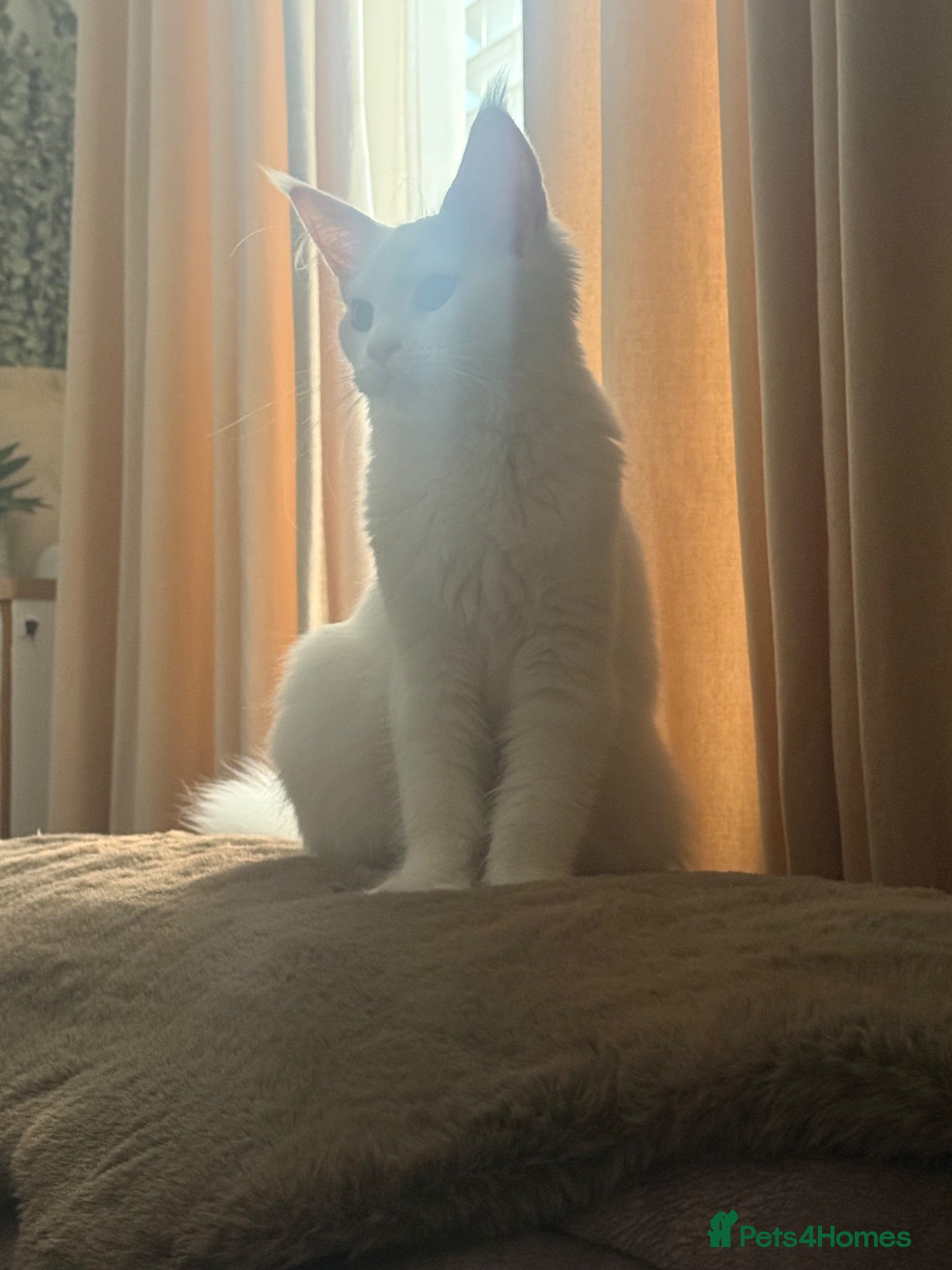 Maine Coon cats White female  ACTIVE Mainecoon green eyed  - Advert 12