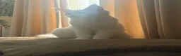 Maine Coon cats for sale: White female Mainecoon active available  - Advert 1