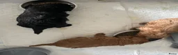 Toy Poodle dogs for sale: toy poodle pups  - Advert 13
