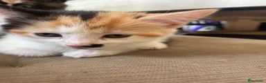 Mixed Breed Kitten 3