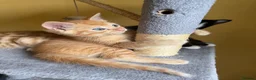 Domestic Shorthair cats for sale: 5 Beautiful Kittens Looking for Homes  - Advert 3