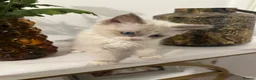 Ragdoll cats for sale: Last Ragdoll kitten available now   - Advert 8