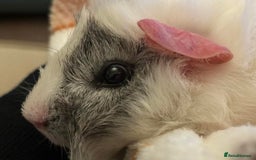 Guinea Pig rodents for sale: Guinea pigs & run - Image 4