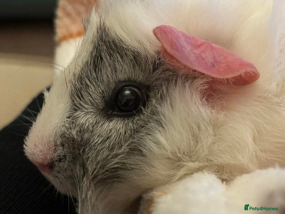 Guinea Pig rodents for sale: Guinea pigs & run - Image 4