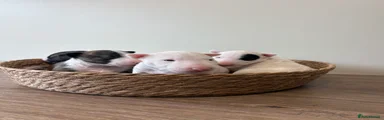 English Bull Terrier 4