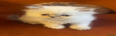 Persian 4 - White 