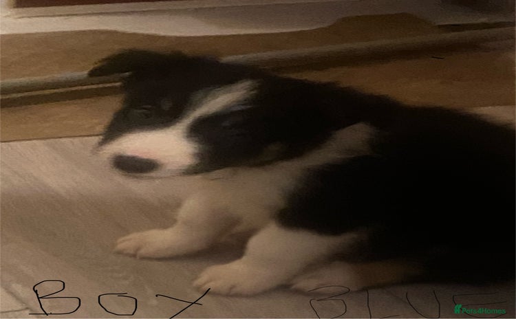 Border Collie dogs - Advert 6