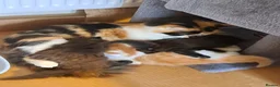 Mixed Breed cats for sale: 3 beautiful kittens  - Advert 25