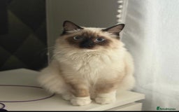 Ragdoll cats for sale: 11 month old ragdoll cat - Image 2