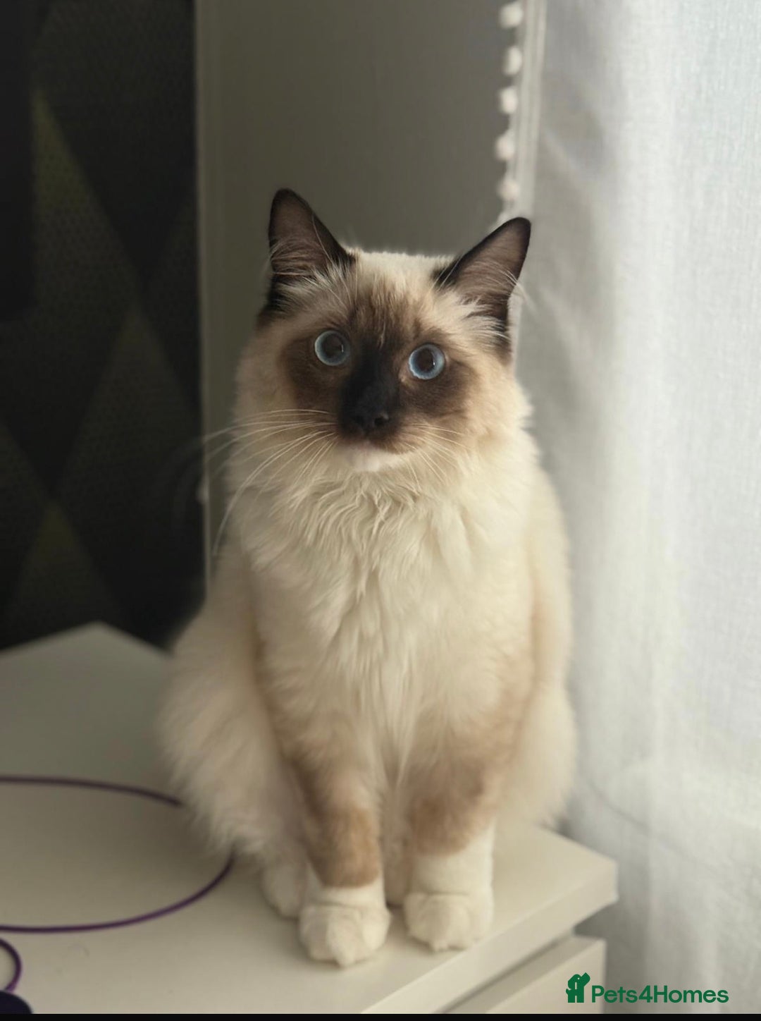 Ragdoll cats for sale: 11 month old ragdoll cat - Image 2