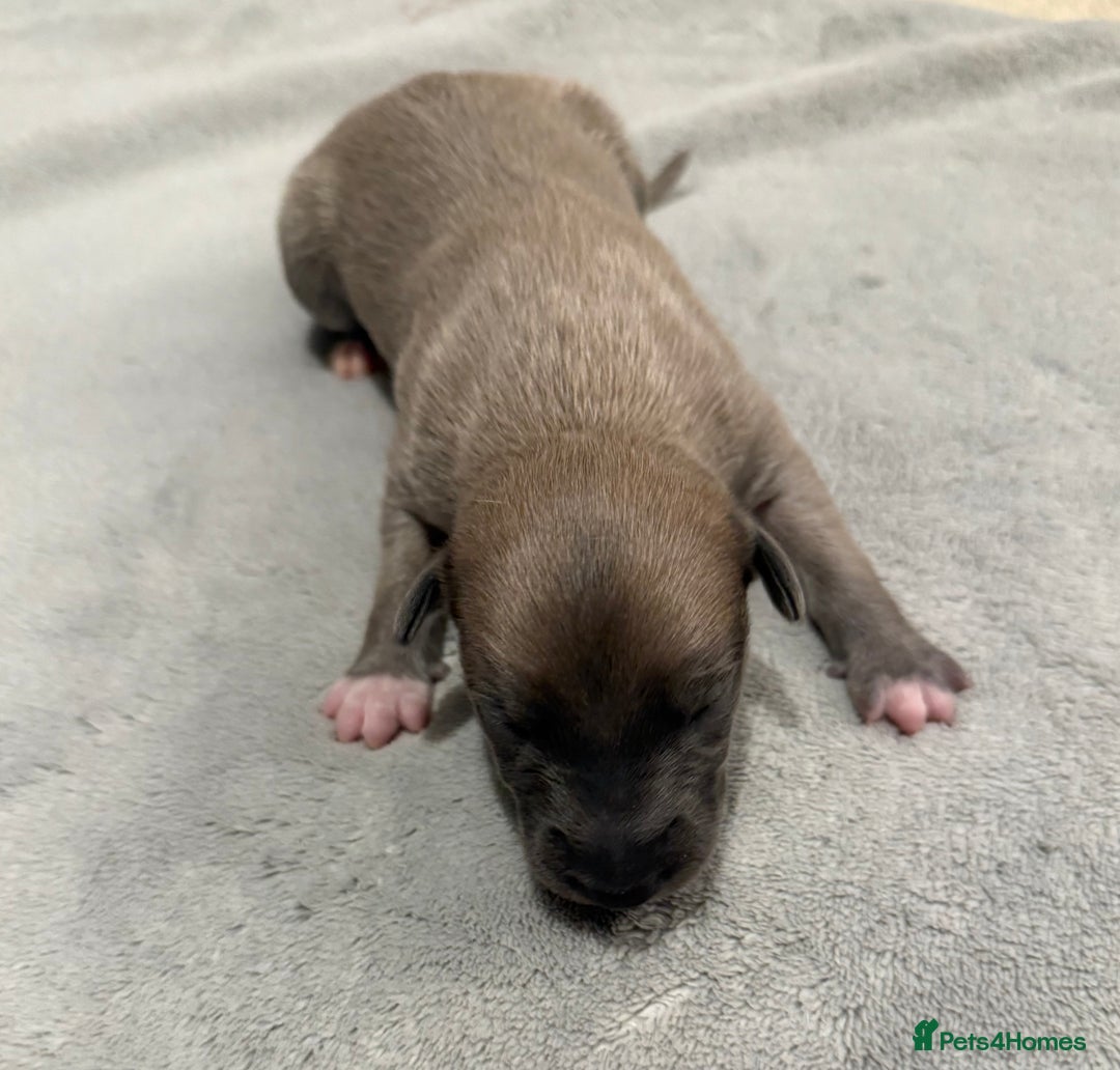 Whippet dogs for sale: KC Registered Whippet Puppies For Sale - Advert 7