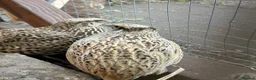 Quail poultry for sale: Point of lay Coturnix quail   - Advert 5