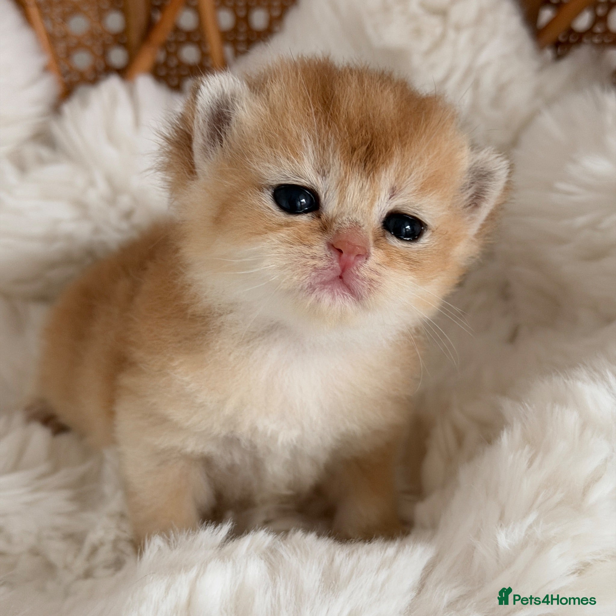 British Shorthair cats BSH Golden kittens,exc quality, registered  - Advert 1