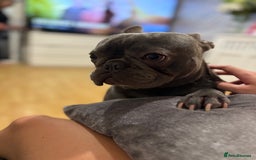 French Bulldog dogs for sale: 3 beautiful pedigree French bulldog puppies  - Image 17