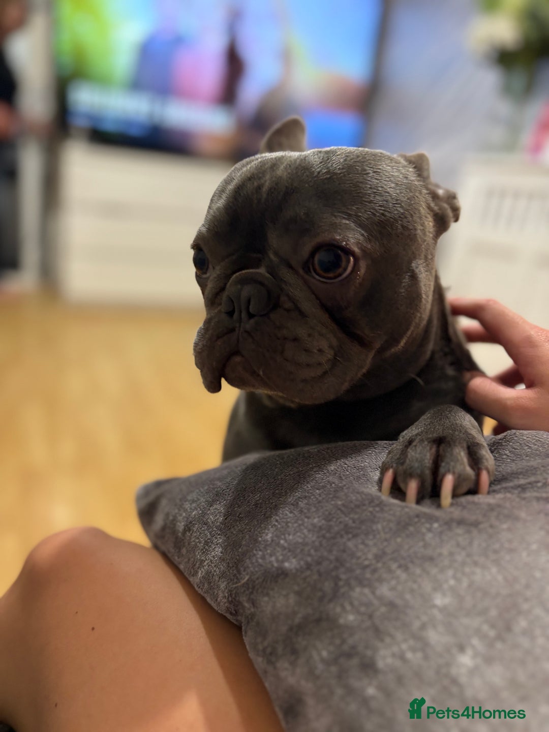 French Bulldog dogs for sale: 3 beautiful pedigree French bulldog puppies  - Image 17