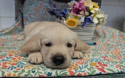 Golden Retriever dogs for sale:  KC Registered Golden Retriever Puppies.  - Image 16