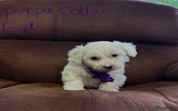 Bichon Frise dogs for sale: 7 gorgeous pure Bichon puppies  - Image 6