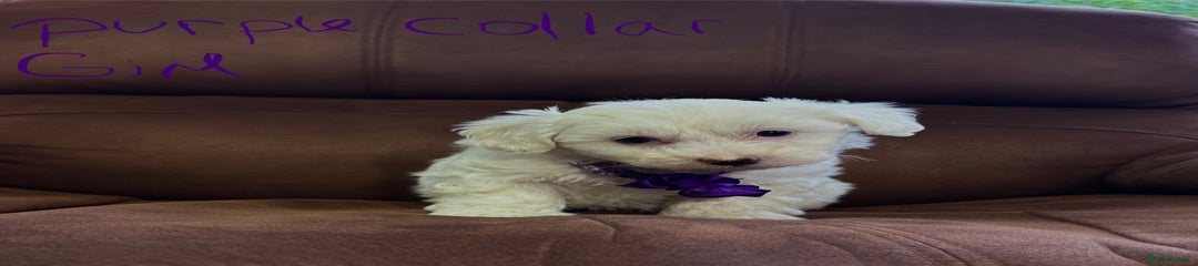 Bichon Frise Puppy 4