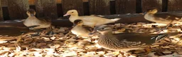 Ducks poultry for sale: Mandarin ducklings x7  in Radstock - Advert 8