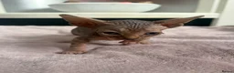 Sphynx cats for sale: Canadian sphynx kittens - Advert 11