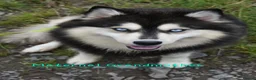 Pomsky dogs for sale: American Line Health Tested F4 Pomskys - Advert 5