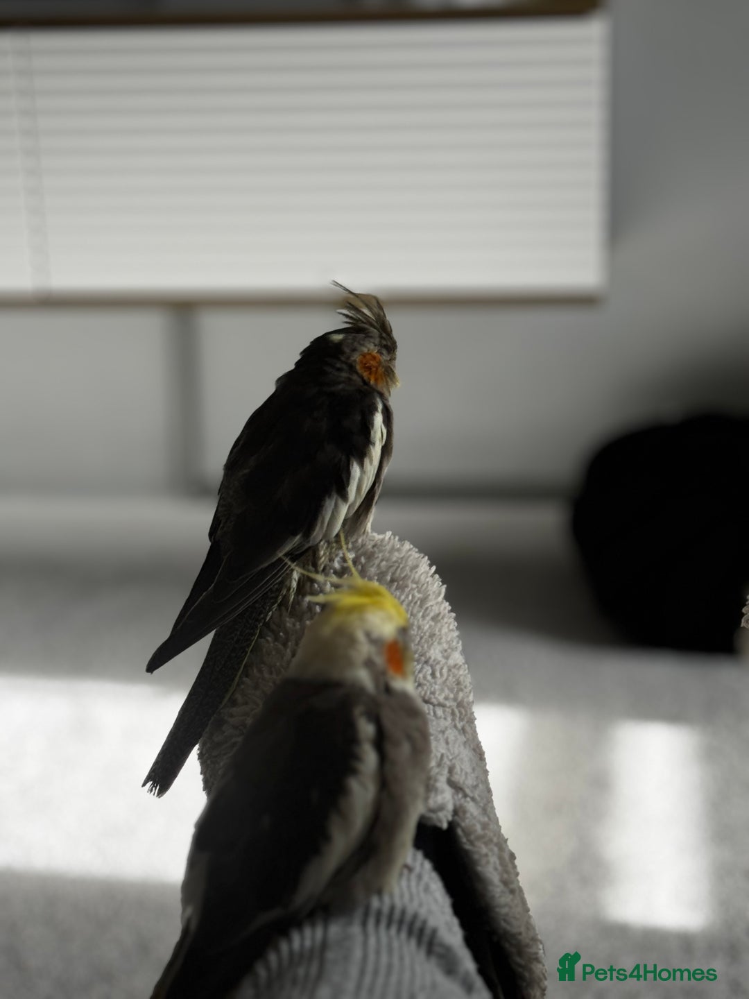 Cockatiels birds for sale: Male&female cockatiel for sale - Image 16