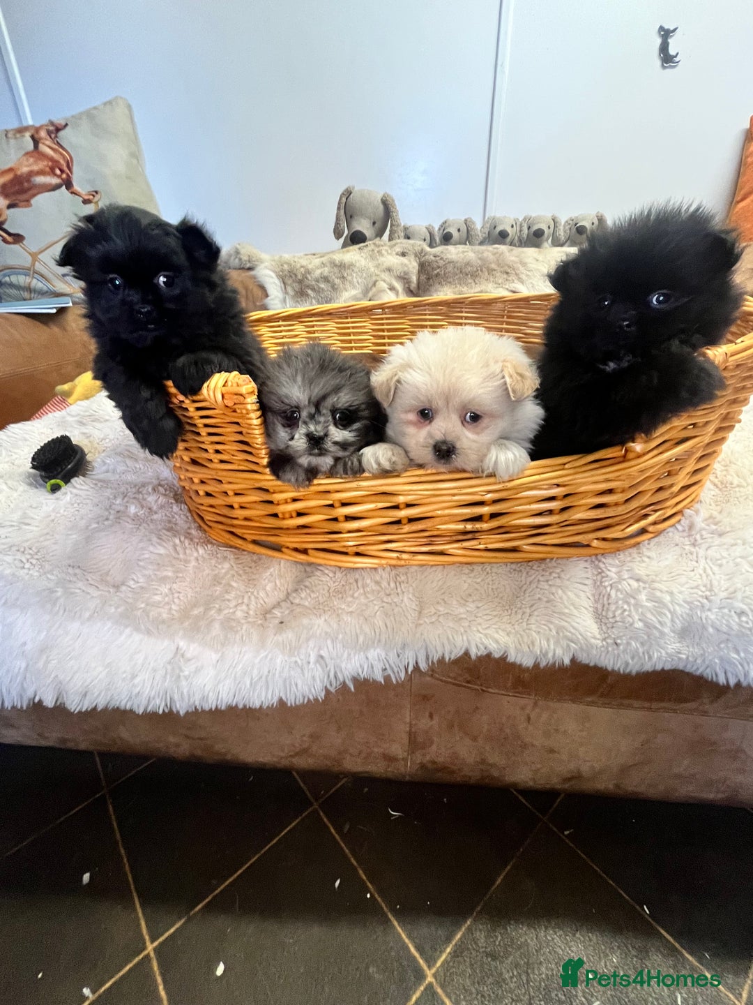 Mixed Breed dogs for sale: stunning fluffy Pomshi - Advert 4