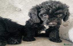 Cockapoo dogs for sale: Beautiful Black Cockapoo Puppies  - Image 9