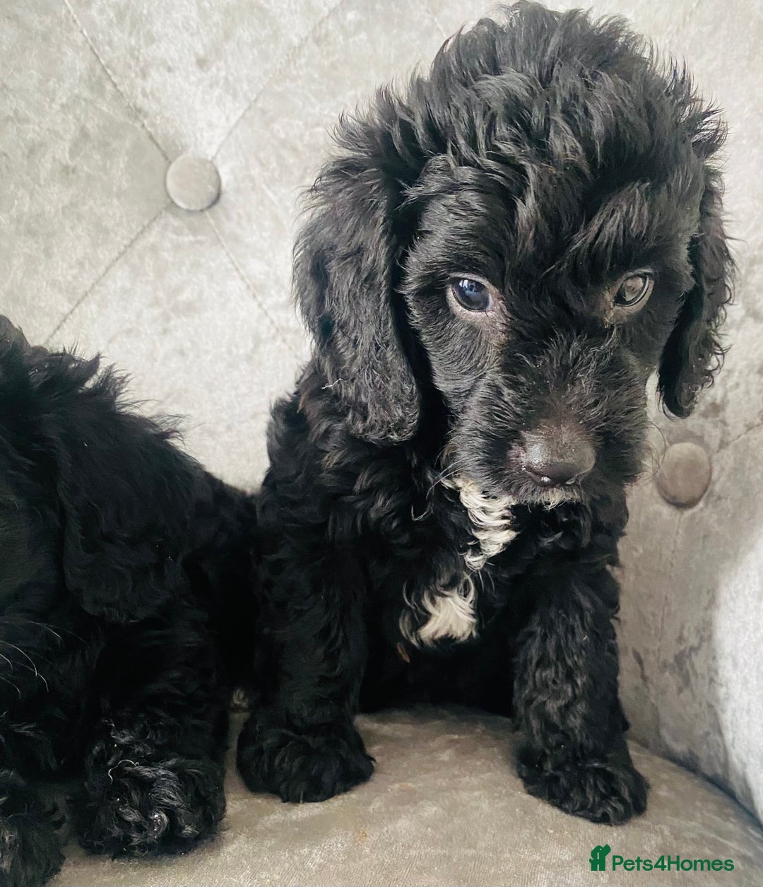 Cockapoo dogs for sale: Beautiful Black Cockapoo Puppies  - Image 9