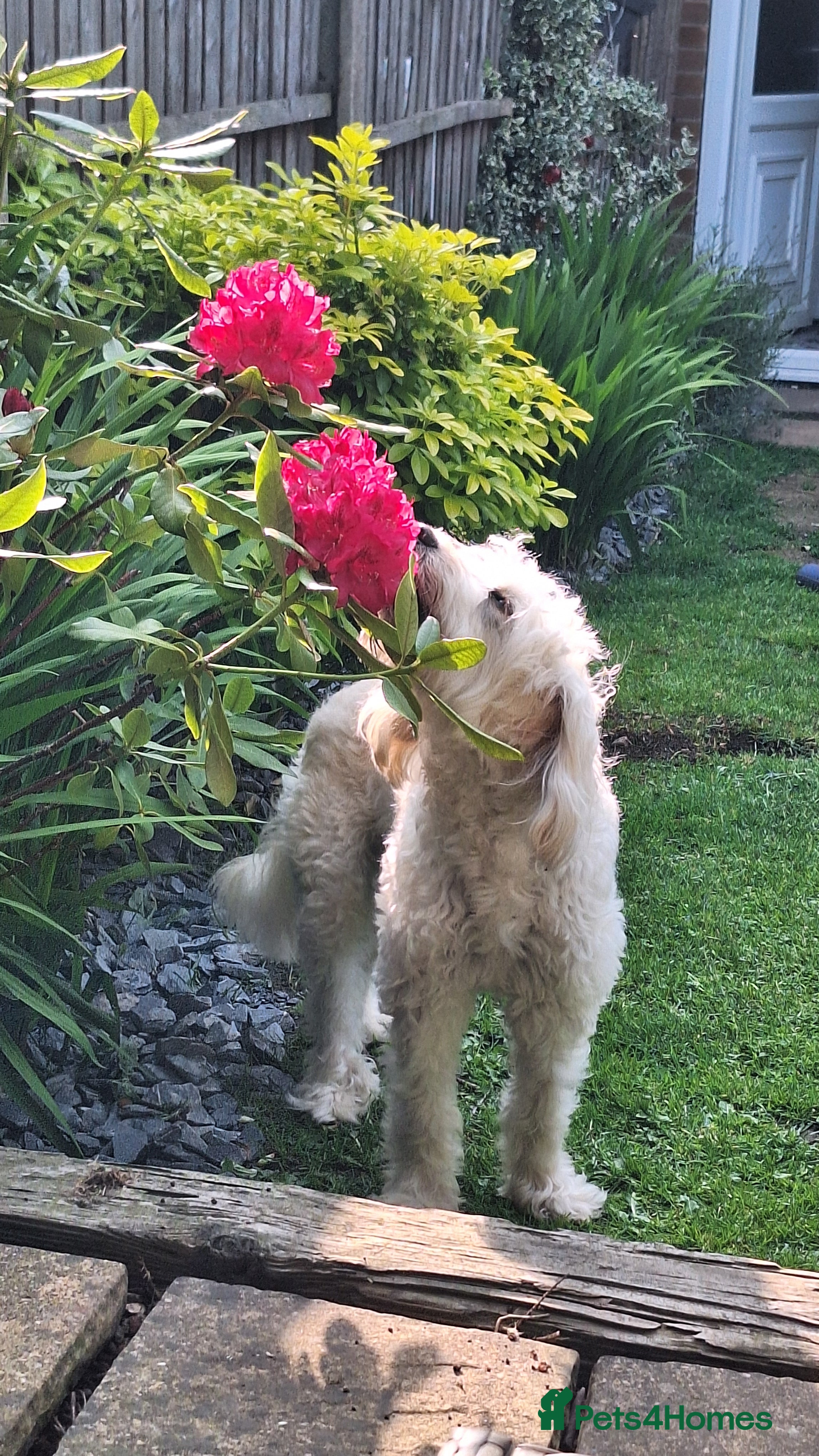 Cockapoo dogs Buddy for stud - Advert 3