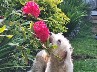 Cockapoo dogs Buddy for stud - Advert 1