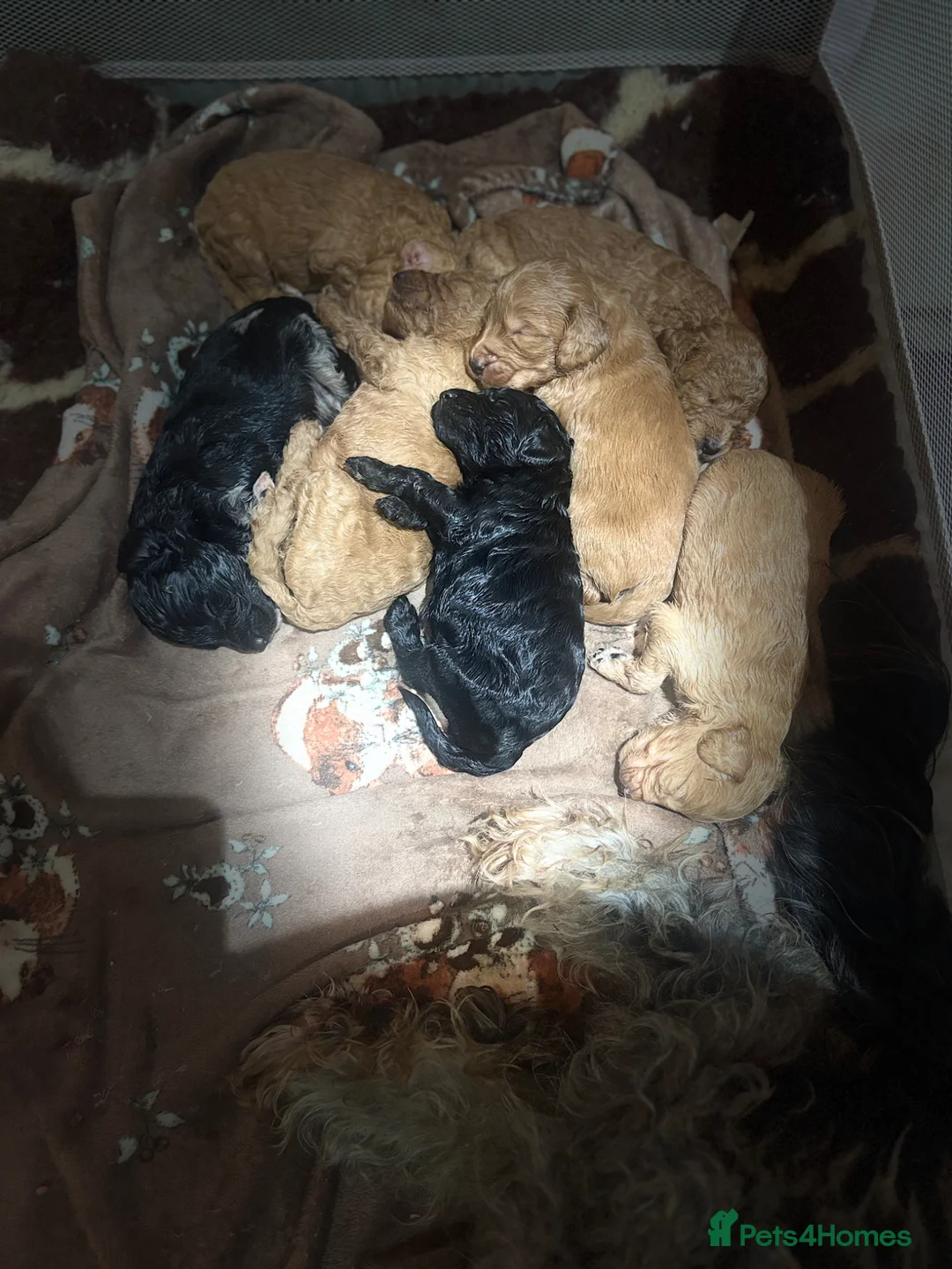 Mini Goldendoodle dogs for sale: Mini Goldendoodles Deep red and Merle  - Advert 2