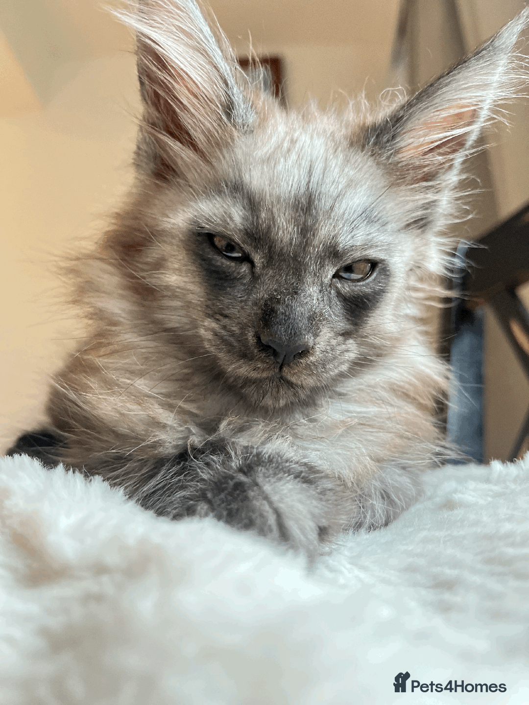 Maine Coon cats for sale: XXL CHAMPION RUSSIAN LINE.MAINE COON KITTENS - Advert 8
