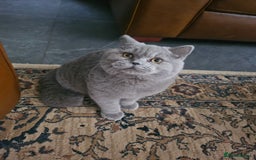 British Shorthair cats for sale: Chunky Blue boy - Image 1