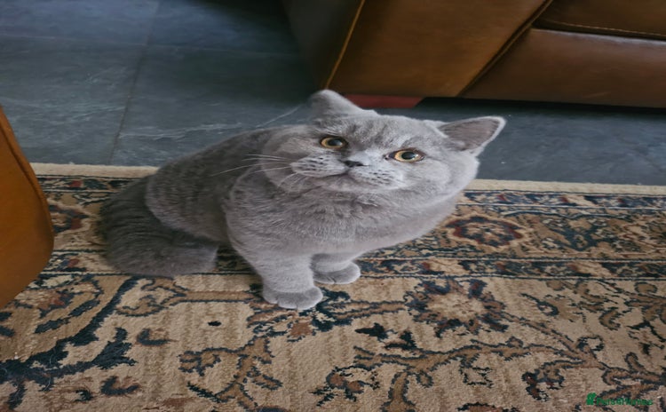 British Shorthair cats - Advert 1