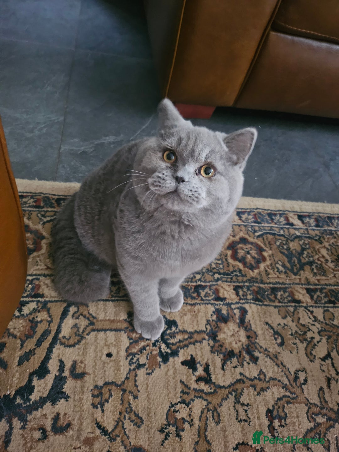 British Shorthair cats for sale: Chunky Blue boy - Image 1