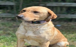 Labrador Retriever dogs for sale: Stunning Working bred yellow Labs Raised in home - Image 7