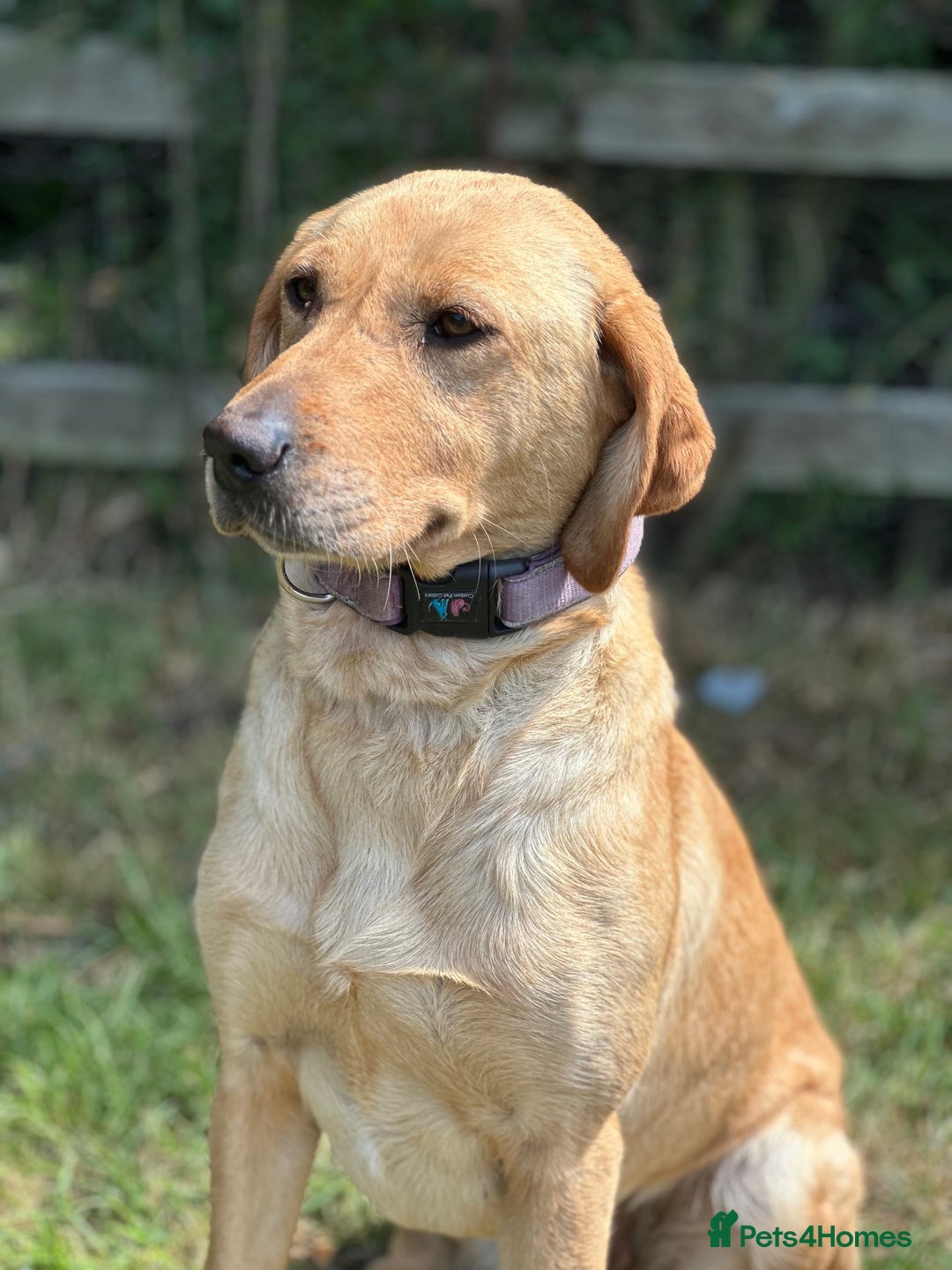 Labrador Retriever dogs for sale: Stunning Working bred yellow Labs Raised in home - Image 7