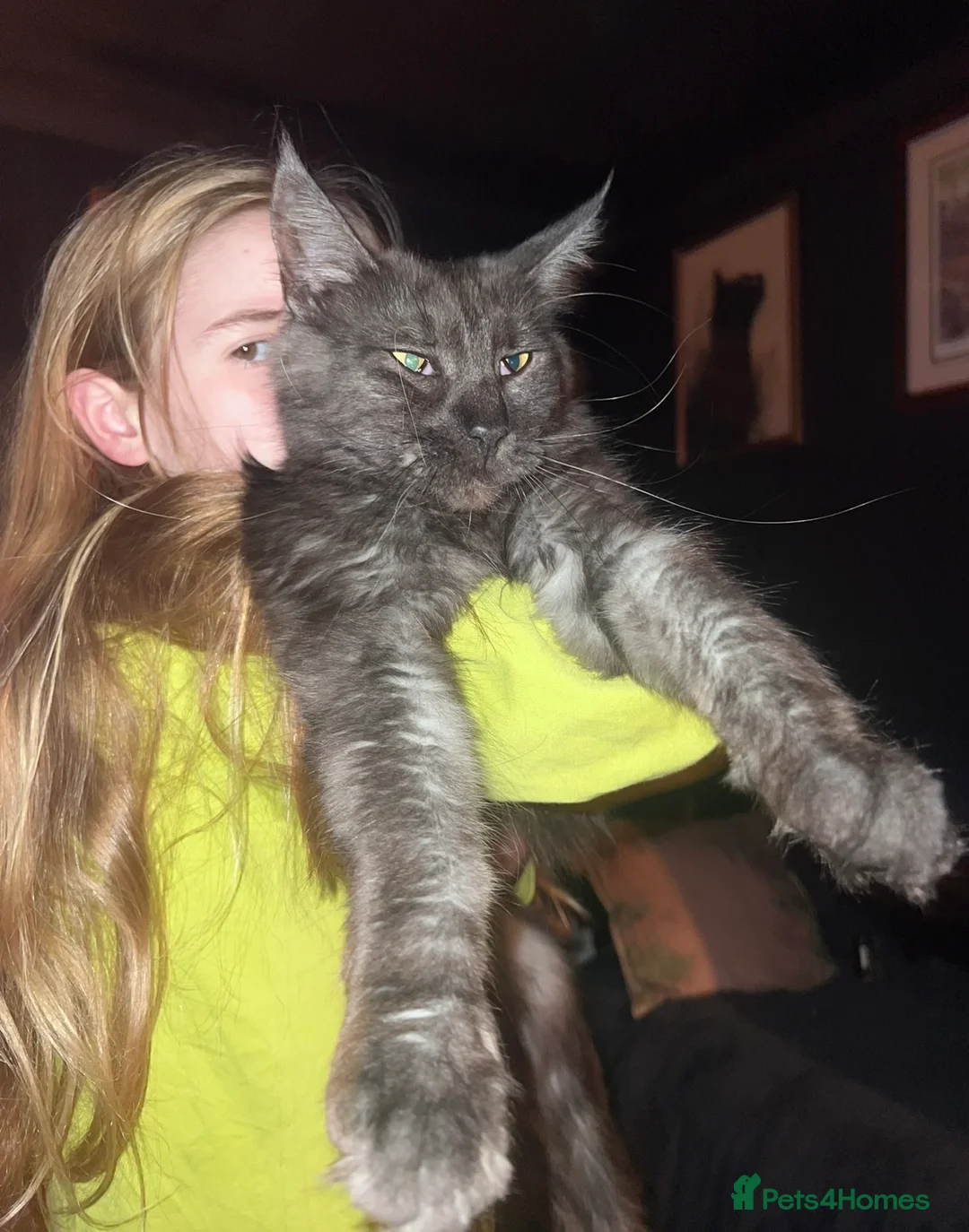 Maine Coon cats for sale: Maine Coon  - Advert 4