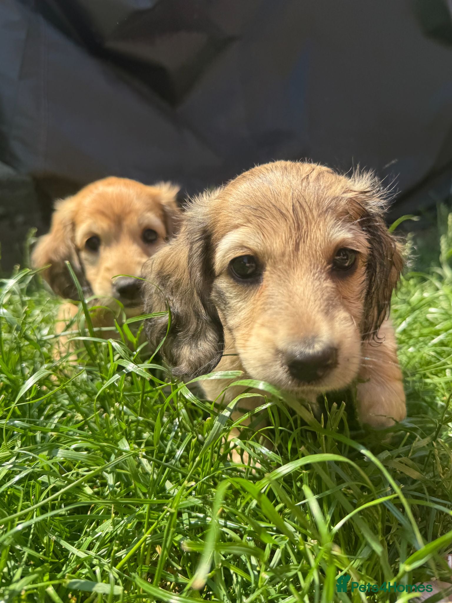 Miniature Dachshund dogs KC Miniature Shaded Cream Dachshund Puppies - Advert 4