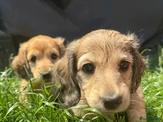 Miniature Dachshund dogs KC Miniature Shaded Cream Dachshund Puppies - Advert 4