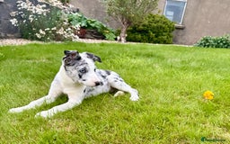 Welsh Collie dogs for sale: Stunning Collie Pups - Image 4
