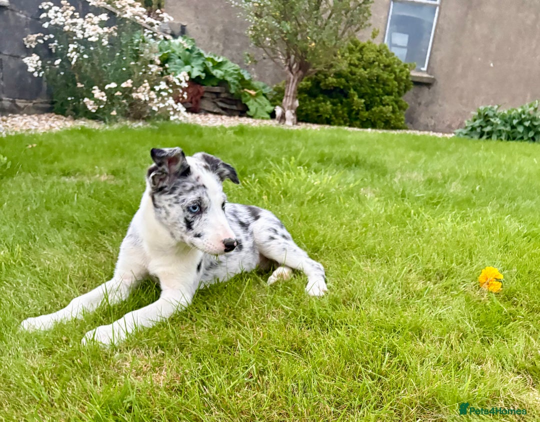 Welsh Collie dogs for sale: Stunning Collie Pups - Image 4