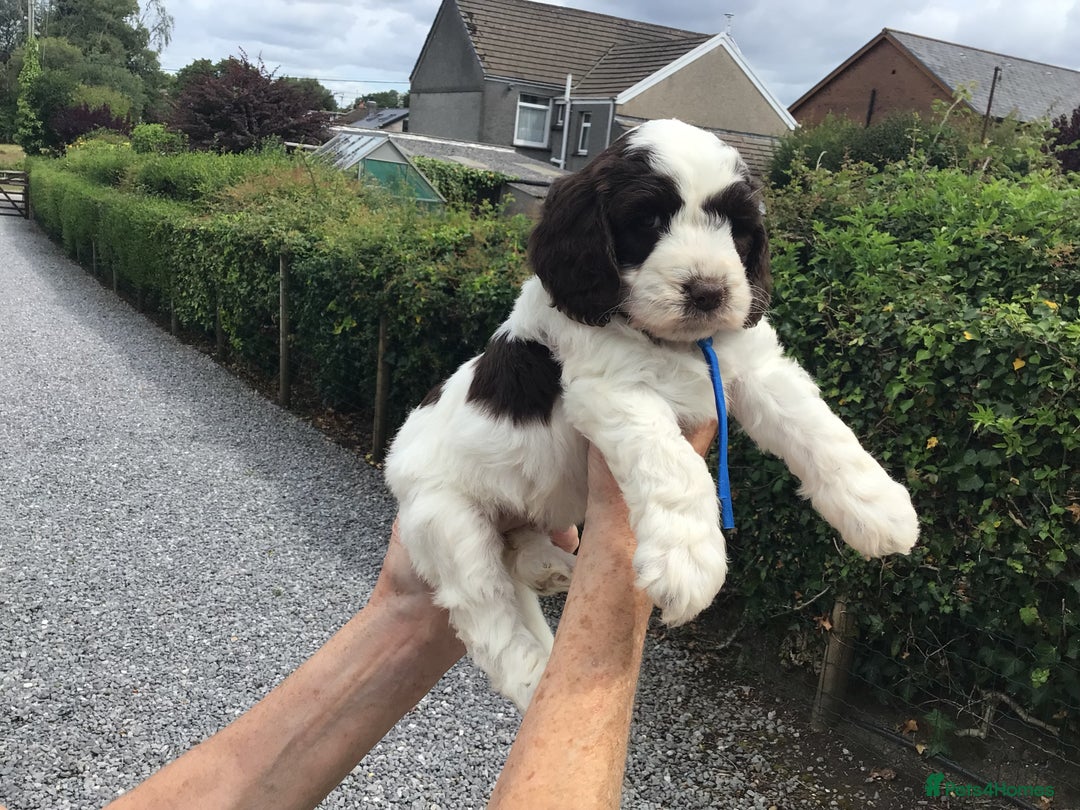 Cockapoo dogs for sale: COCKAPOO PUPS. READY TO LEAVE. - Image 3